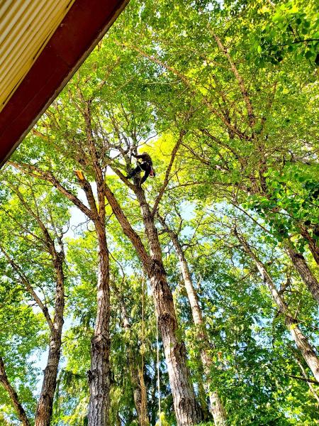 Austin's Tree Services