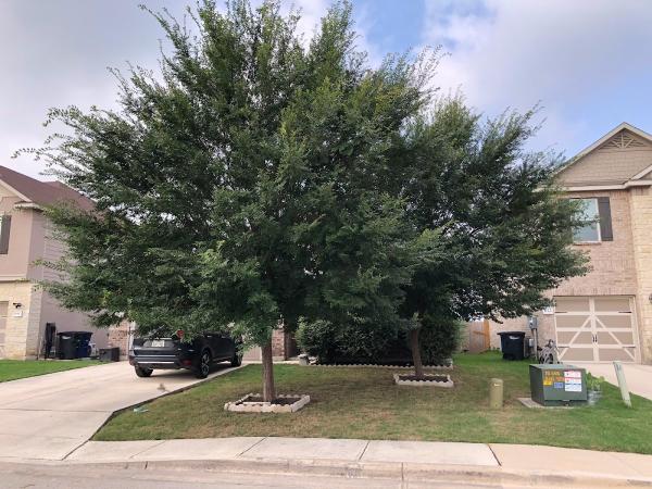 Aldrich Tree Services