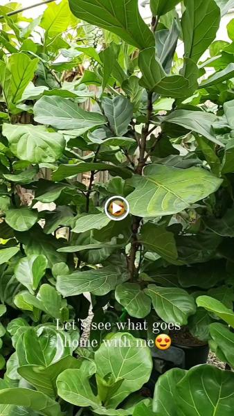 Archie's Gardenland