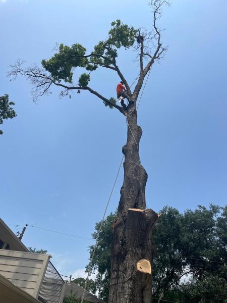 Tree Care Professional LLC
