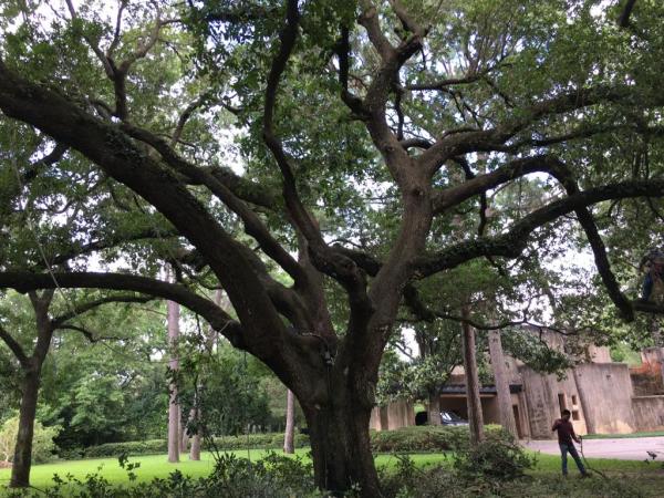 Tree Care Professional LLC