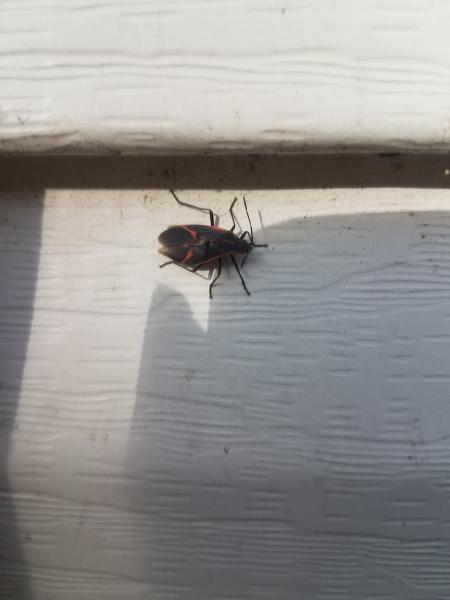 Grace Pest Solutions