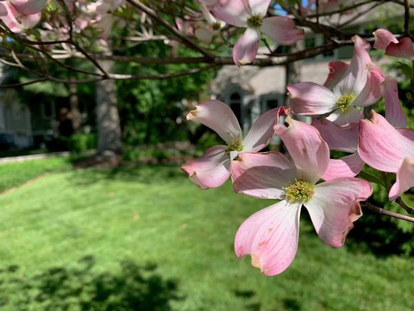 Clean Air Lawn Care Saint Louis