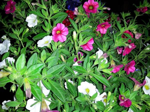 Reddi Lawn Care