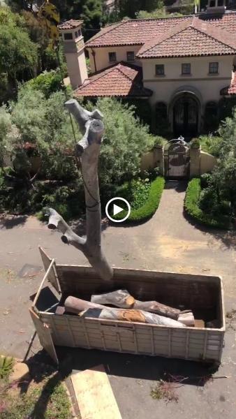 Peterson's Tree Care