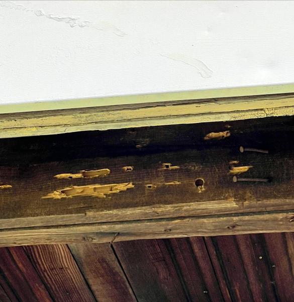 Safeguard Pest Management