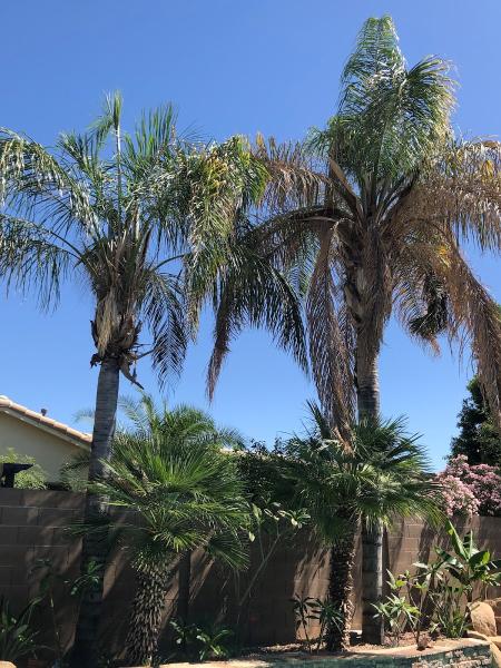 Mejia's Tree Trimming LLC