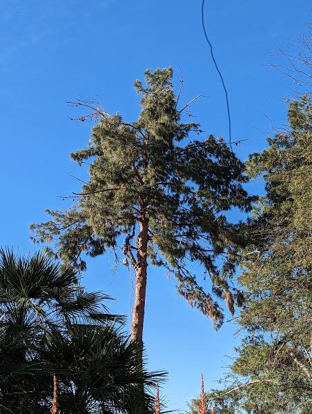 Mejia's Tree Trimming LLC