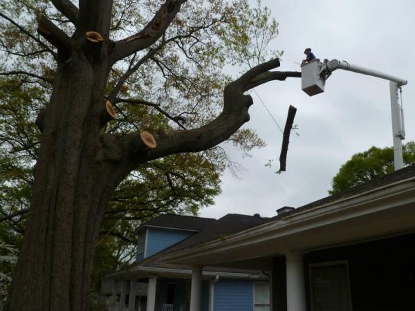Timberline Expert Tree Service