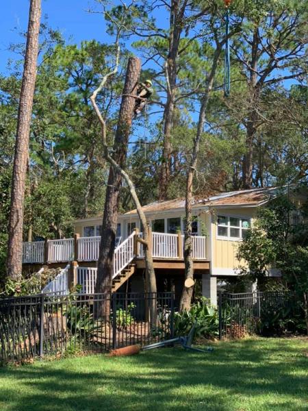 Timberline Expert Tree Service