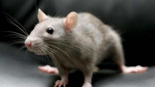 Superior Pest Elimination