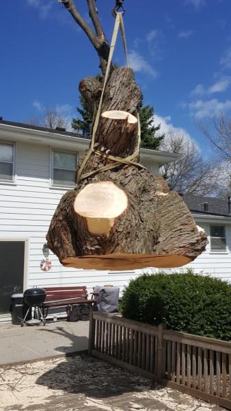 Champion Tree