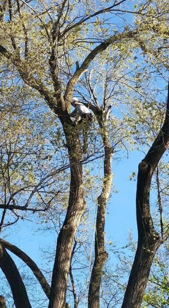 Champion Tree