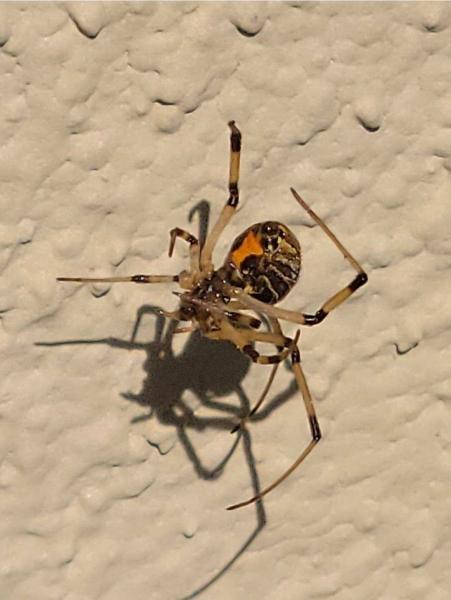 Urban Texas Pest Control