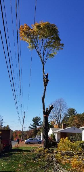 TNT Expert Tree Services