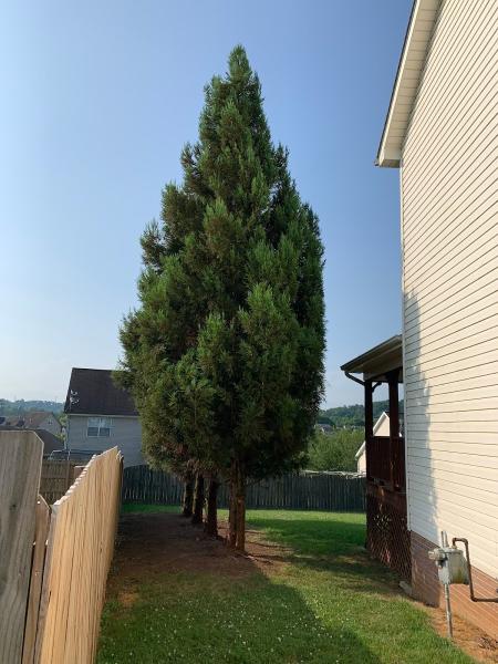 Edwards Tree Services