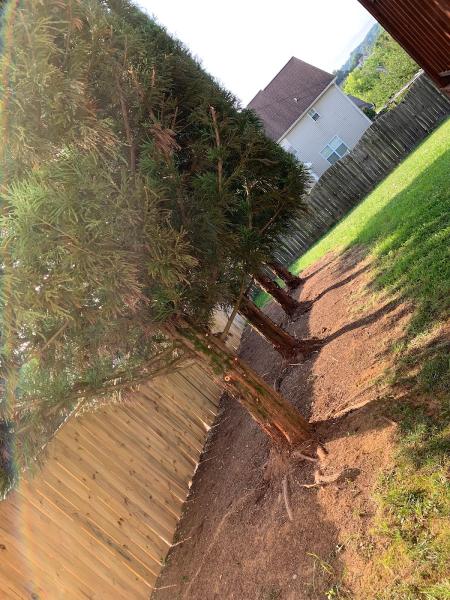 Edwards Tree Services