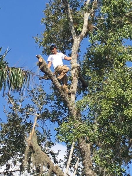 Mike Herronen Tree Services