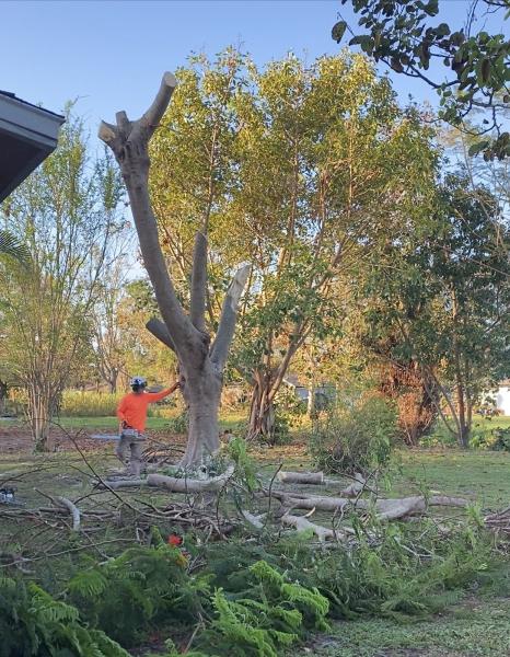 Mike Herronen Tree Services
