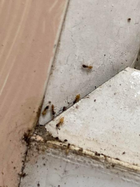 Seaside Pest Control LLC
