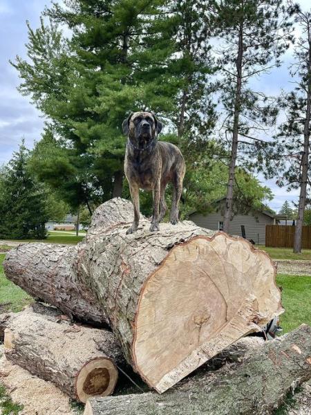 Professional Tree Care