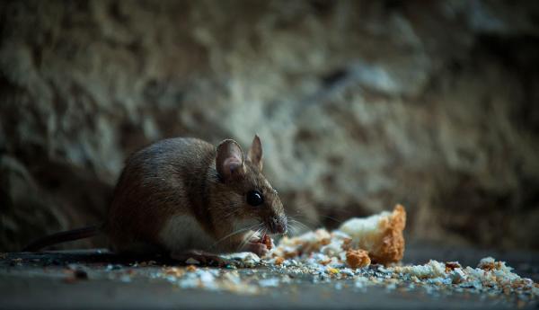 Dave's Pest Control