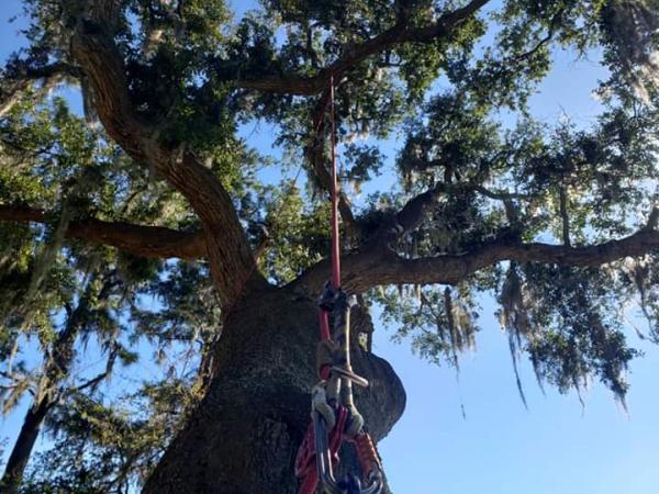 Evergreen Tree Service