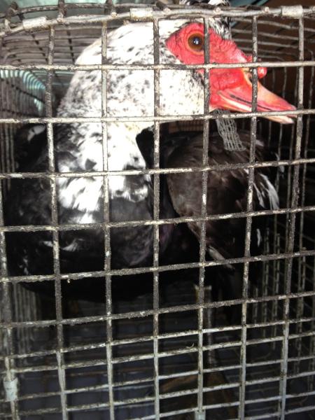 Southeast Wildlife & Pest Control