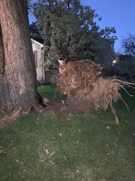 Stoners Tree Service