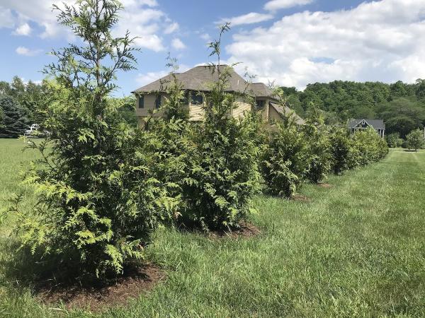 Kauffman Landscaping