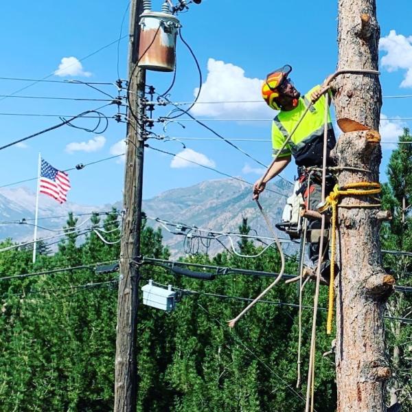 Clean Cuts Trees