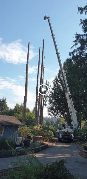 Olympic View Tree Service