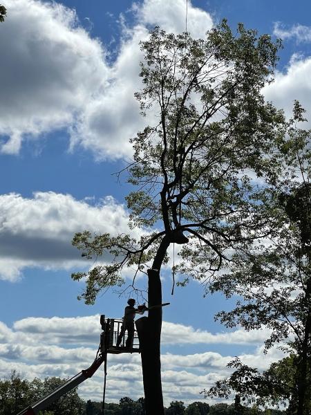 Kamps Tree Service