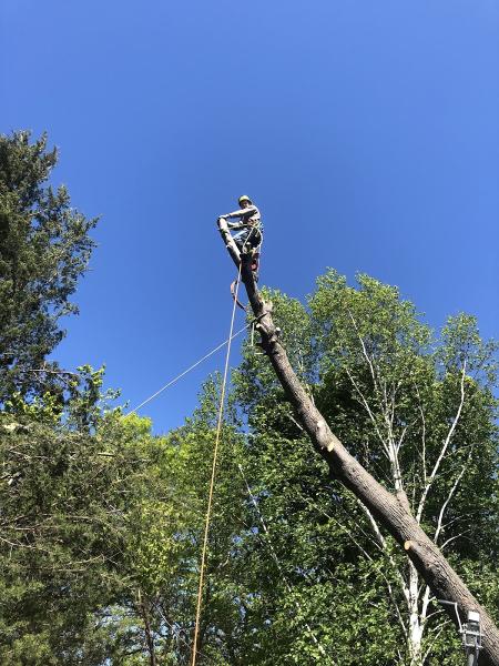 Norgren Tree Services Inc