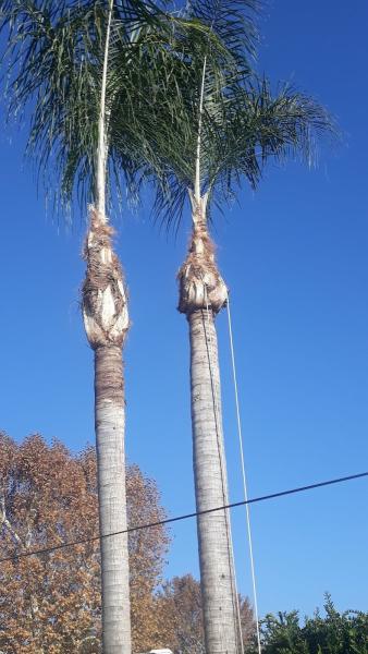 Seasons Tree Service