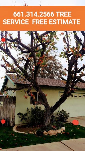 Seasons Tree Service