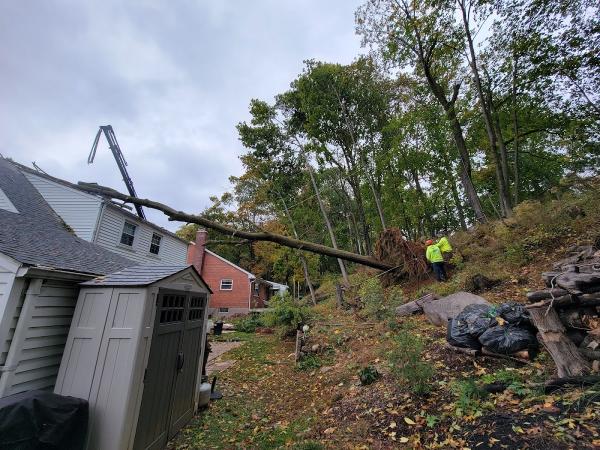 Trout Brook Arborists