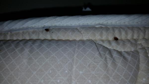 Superior Pest Management