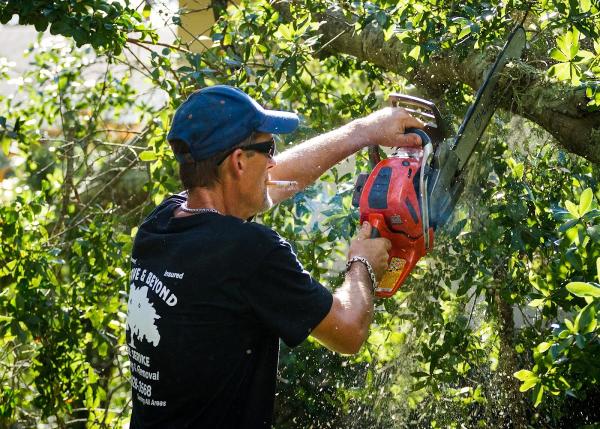 Above and Beyond Tree Service