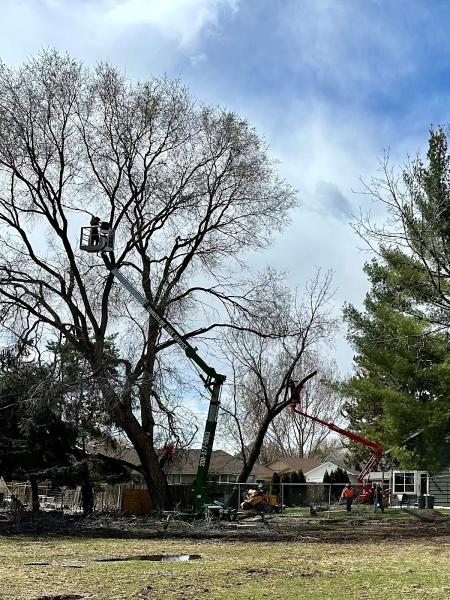 Timberline Tree Service