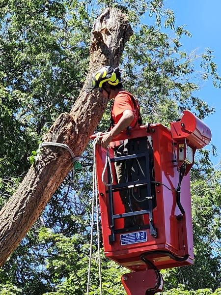 Timberline Tree Service