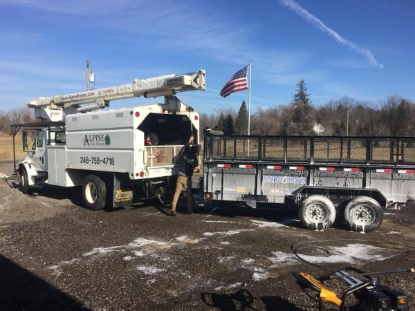 Alpine Tree Service