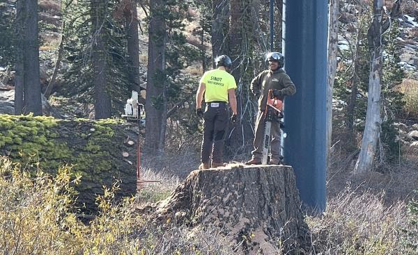 Sindt Tree Service
