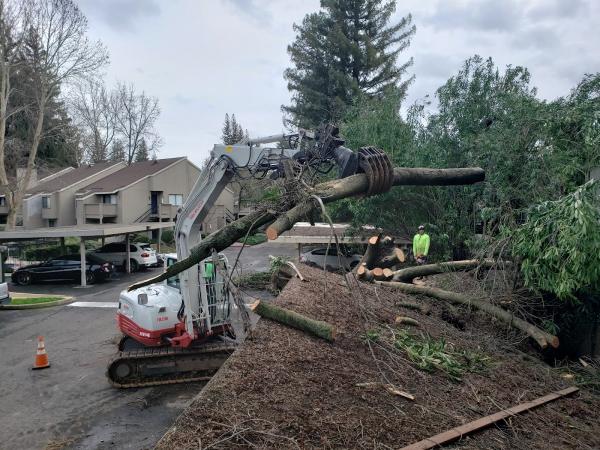 Sindt Tree Service