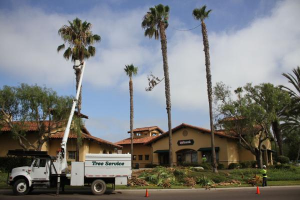 Pro Trees Arborist