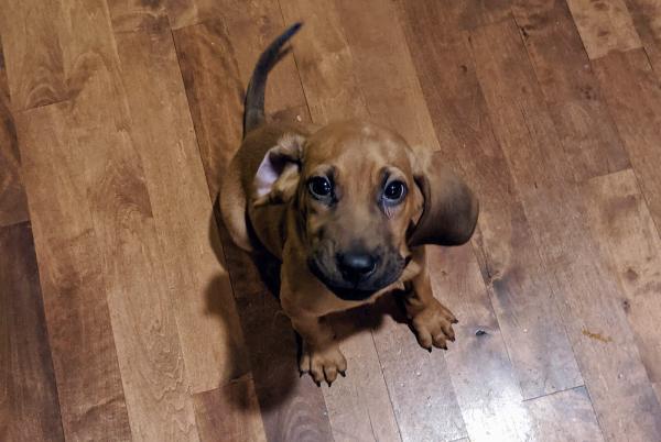 Badger Hardwood Flooring Co