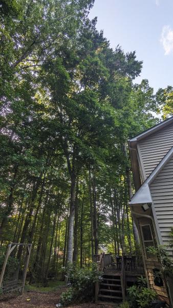 5 Oaks Tree Care