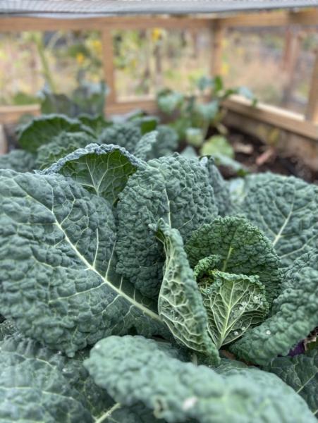 Bend Urban Gardens LLC