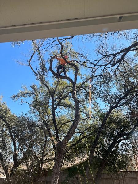 Good Guys Tree Service