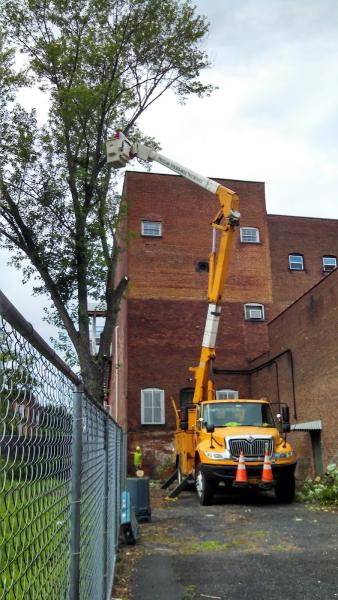 Proclimb Tree Service